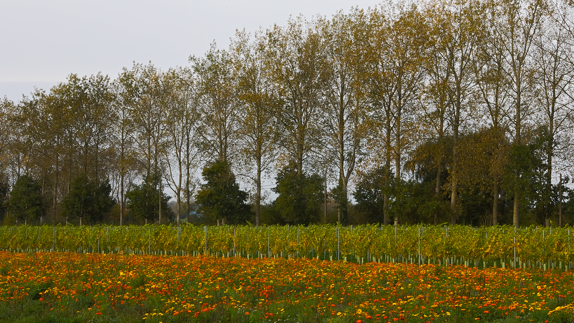Foto van Dakwerken Lieven Vancayzeele in Poperinge — Dakdekker (foto 2)