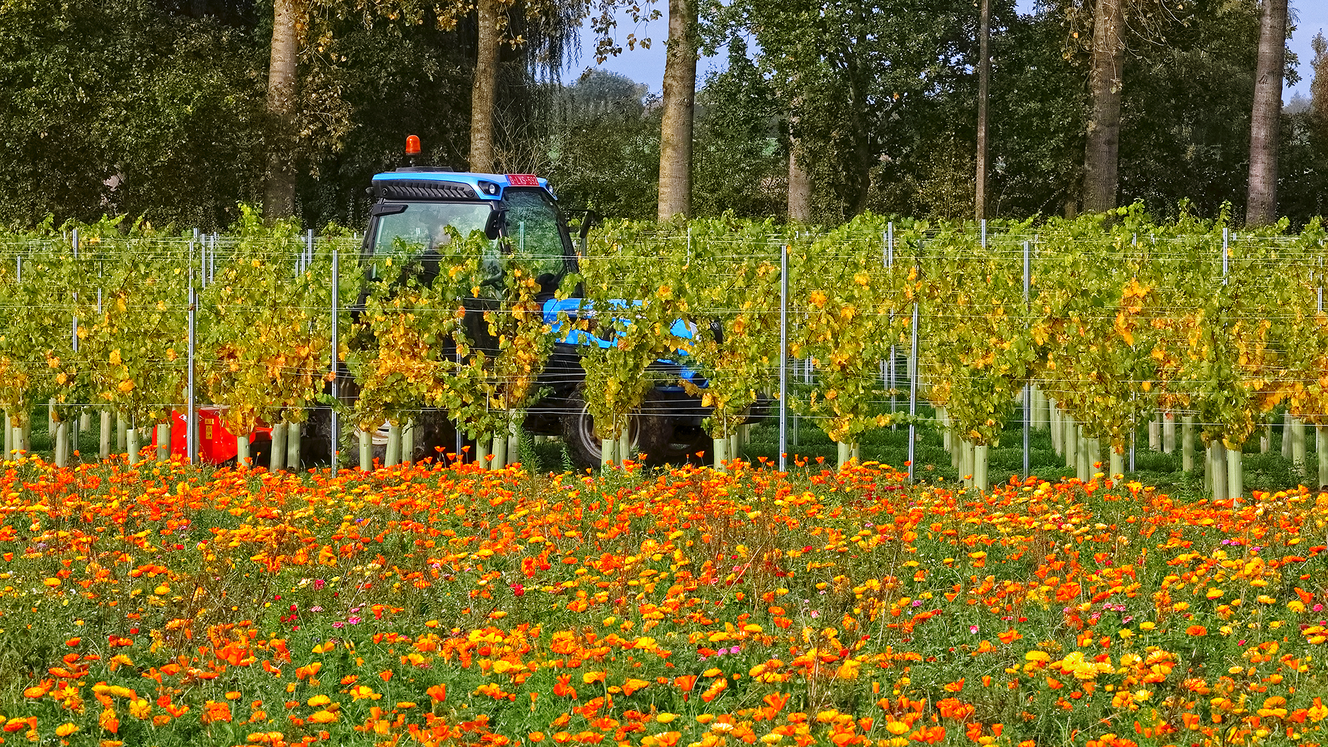 Foto van Dakwerken Lieven Vancayzeele in Poperinge — Dakdekker (foto 3)