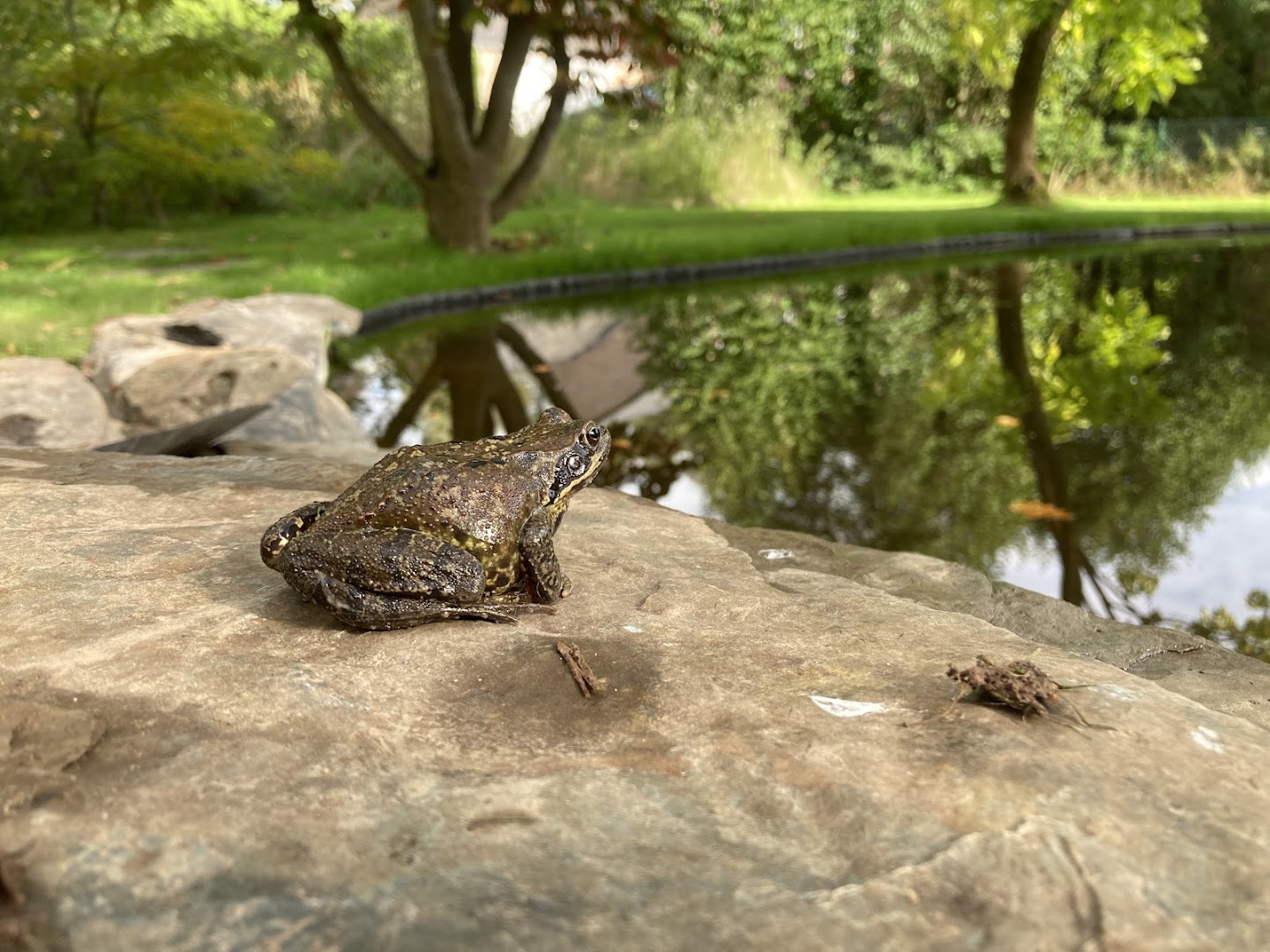 Foto van Végét'eaux - aménagements aquatiques - mares, étangs, baignades naturelles, bassins de jardins in Grez-Doiceau, Aannemer voor vijvers (foto 1)